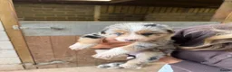 Mixed Breed dogs for sale: Collie puppies  - Advert 20