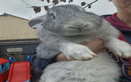 Continental Giant rabbits for sale: Gorgeous Bunny  - Image 9