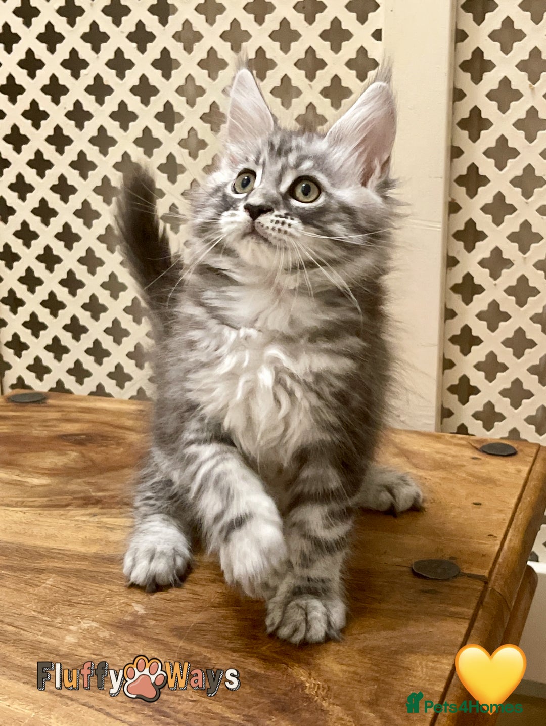 Maine Coon cats for sale: 🐾🦁 *TICA* MAINE COON KITTENS 🧬 DNA CLEAR 🦁🐾 - Image 11