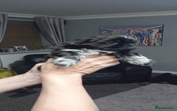 Shih Tzu dogs for sale: Shihtzu minature puppies stunning - Image 2