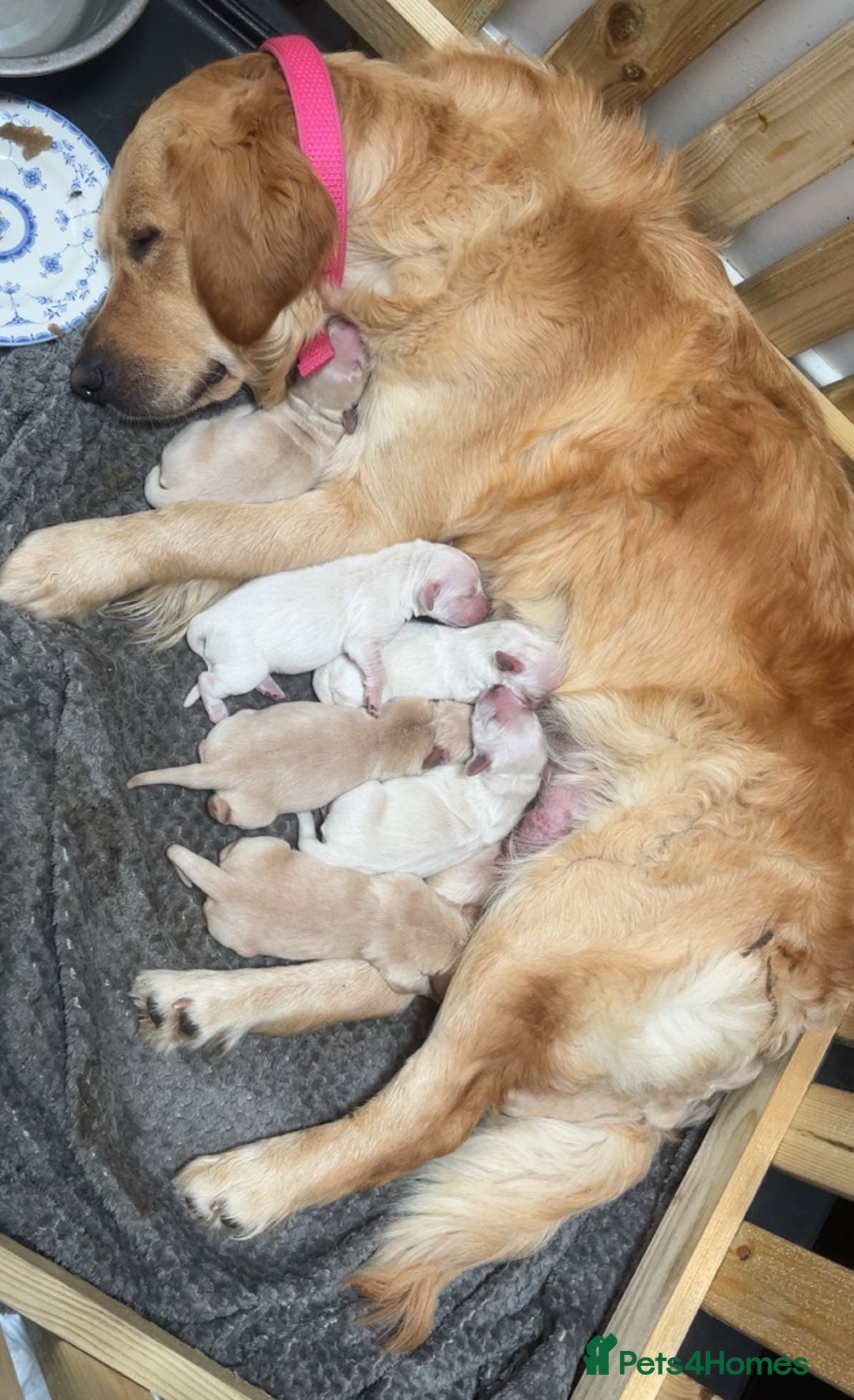 Golden Retriever dogs for sale: Beautiful litter of 7 GR puppies  - Image 11
