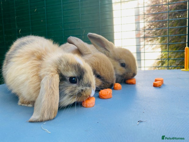 Mini Lop rabbits - Advert 19