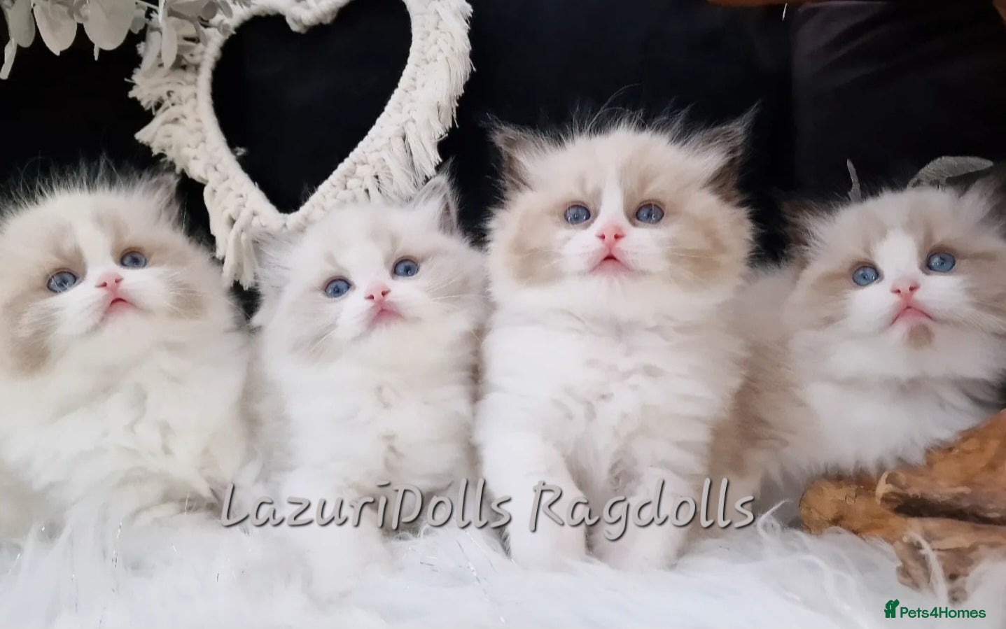 Ragdoll cats 🏆✨️Exclusive kittens from Champion parents🥇🐈 - Advert 1