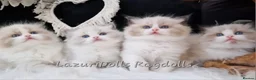 Ragdoll cats for sale: 🎀🐈Exclusive quality kittens🏆Champion parents🐈 - Advert 7