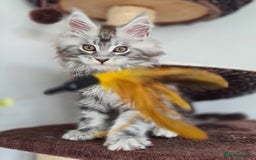 Maine Coon cats for sale: PEDIGREE MAINE COON KITTENS 5 BOYS - Image 8