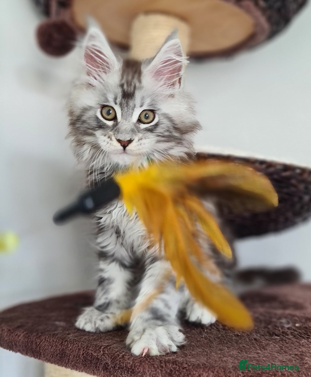 Maine Coon cats for sale: PEDIGREE MAINE COON KITTENS 5 BOYS - Image 8