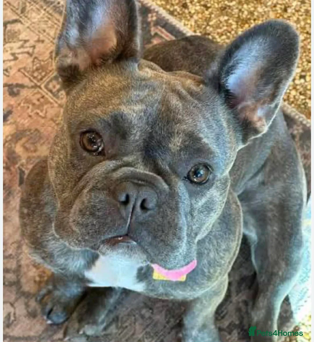 French Bulldog dogs for sale: Mini French bulldog  in Gateshead - Advert 8