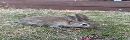 Dwarf Lop rabbits for sale: Beautiful Dwarf lop litter (Ready in one week)  in Bedford - Advert 13