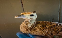 Peafowl poultry for sale: Peachick for sale - Image 2