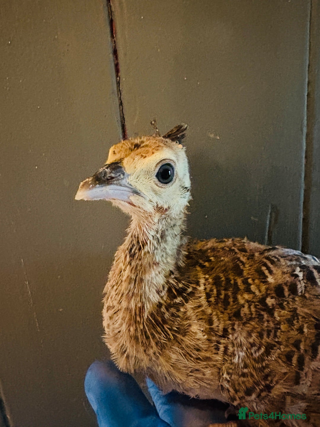 Peafowl poultry for sale: Peachick for sale - Image 2
