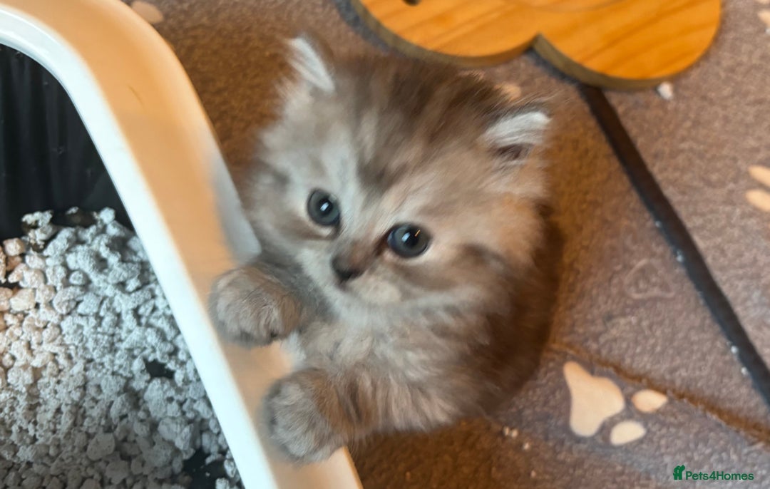 Persian cats for sale: Persian Ragdoll Kittens  - Image 5