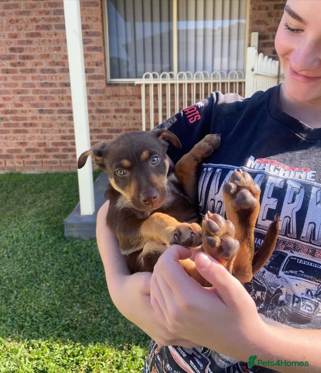 Australian Kelpie dogs for sale: Exceptional Male & Female Australian Kelpie - Image 2