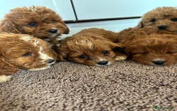 Cavapoo dogs for sale: Gorgeous cavapoos  - Image 12
