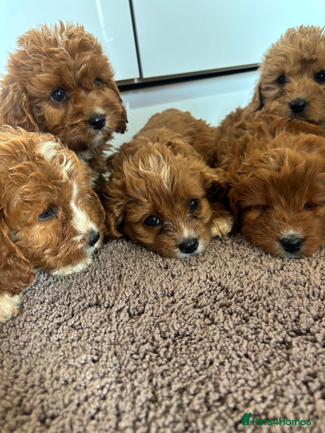Cavapoo dogs for sale: Gorgeous cavapoos  - Image 12