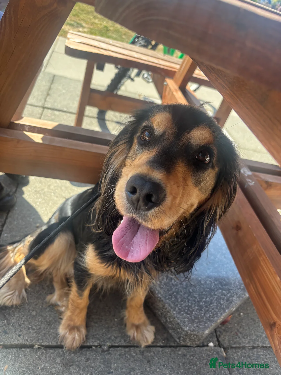 Cockerdor dogs for sale: Hector 2 year old Cockerdor  - Advert 15