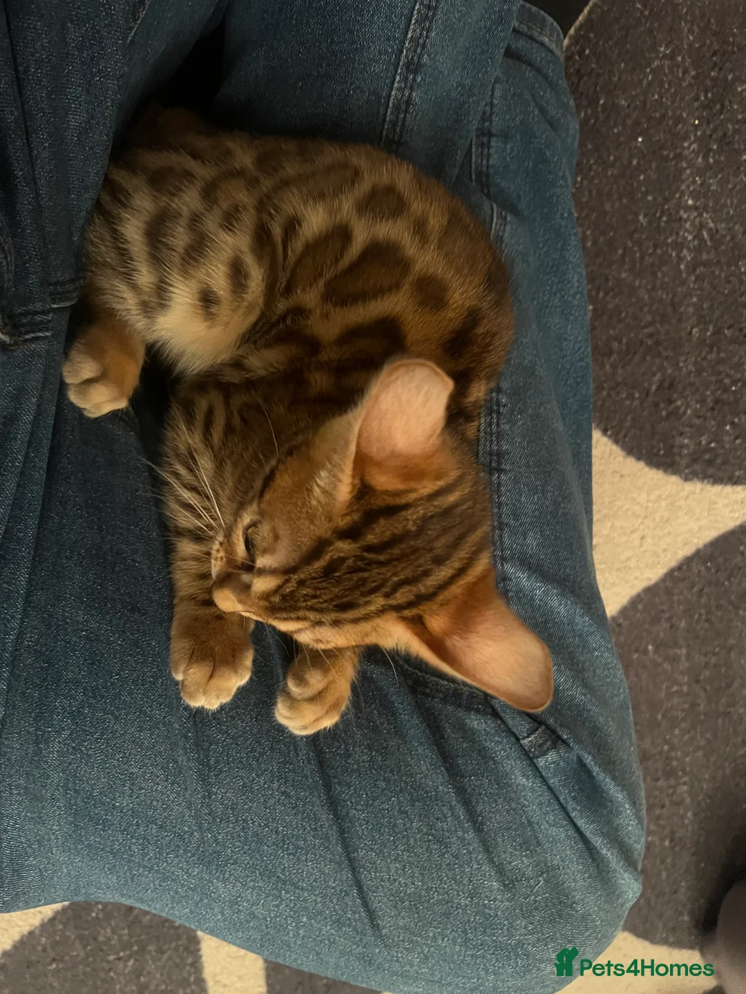 Bengal cats for sale: Pure Bengal - Home Raised - £1300 - Advert 9