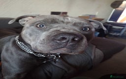 Mixed Breed dogs for sale: Staffy x puppies  - Image 11