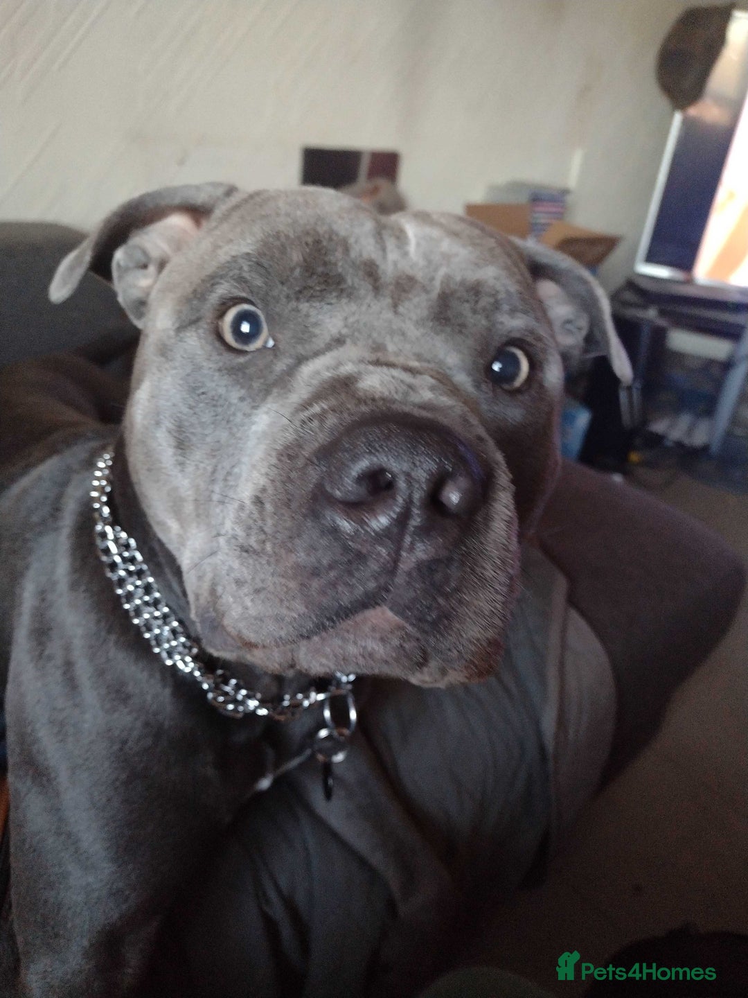 Mixed Breed dogs for sale: Staffy x puppies  - Image 11