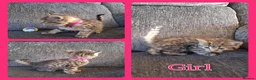Mixed Breed cats for sale: 6 Beautiful Playful Kittens - 3g 3b  - Advert 5