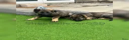 German Shepherd dogs for sale: KC Reg full health tested gorgeous pups ❤️ - Advert 24