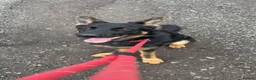 German Shepherd dogs for sale: German Shepherd BOY - Advert 1