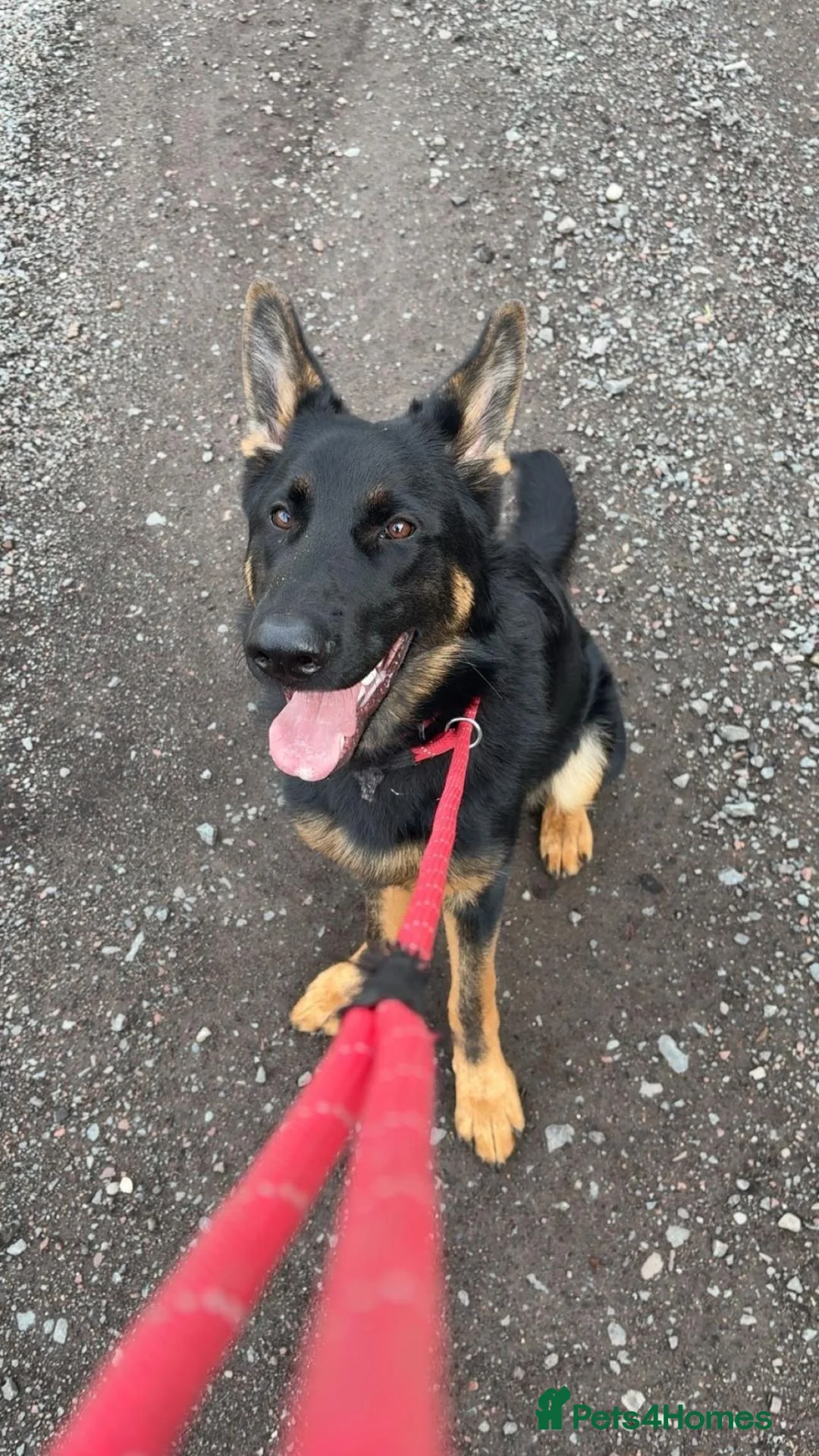 German Shepherd dogs for sale: German Shepherd BOY - Advert 1