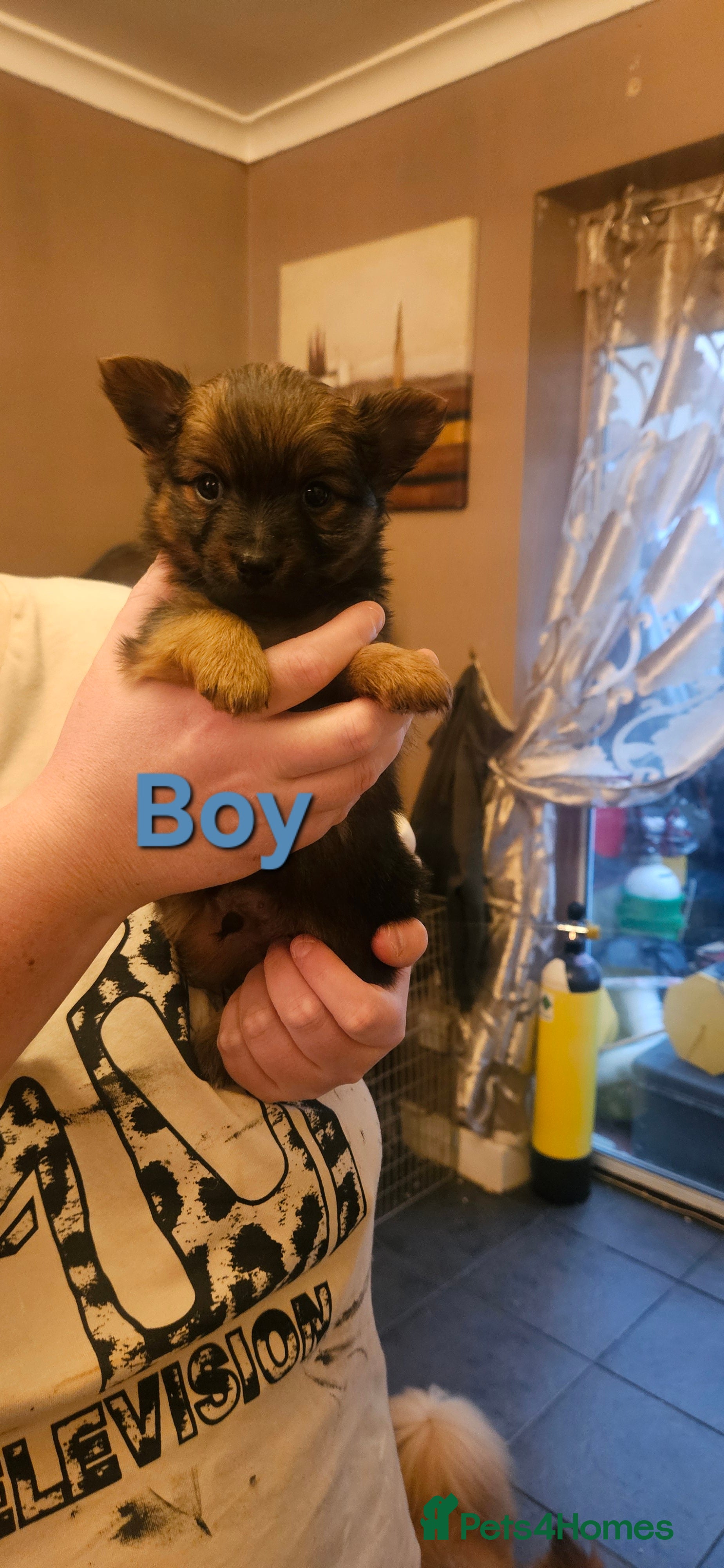 Mixed Breed dogs Yorkie Pom's for sale - Advert 1