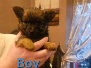 Mixed Breed dogs Yorkie Pom's for sale - Advert 1