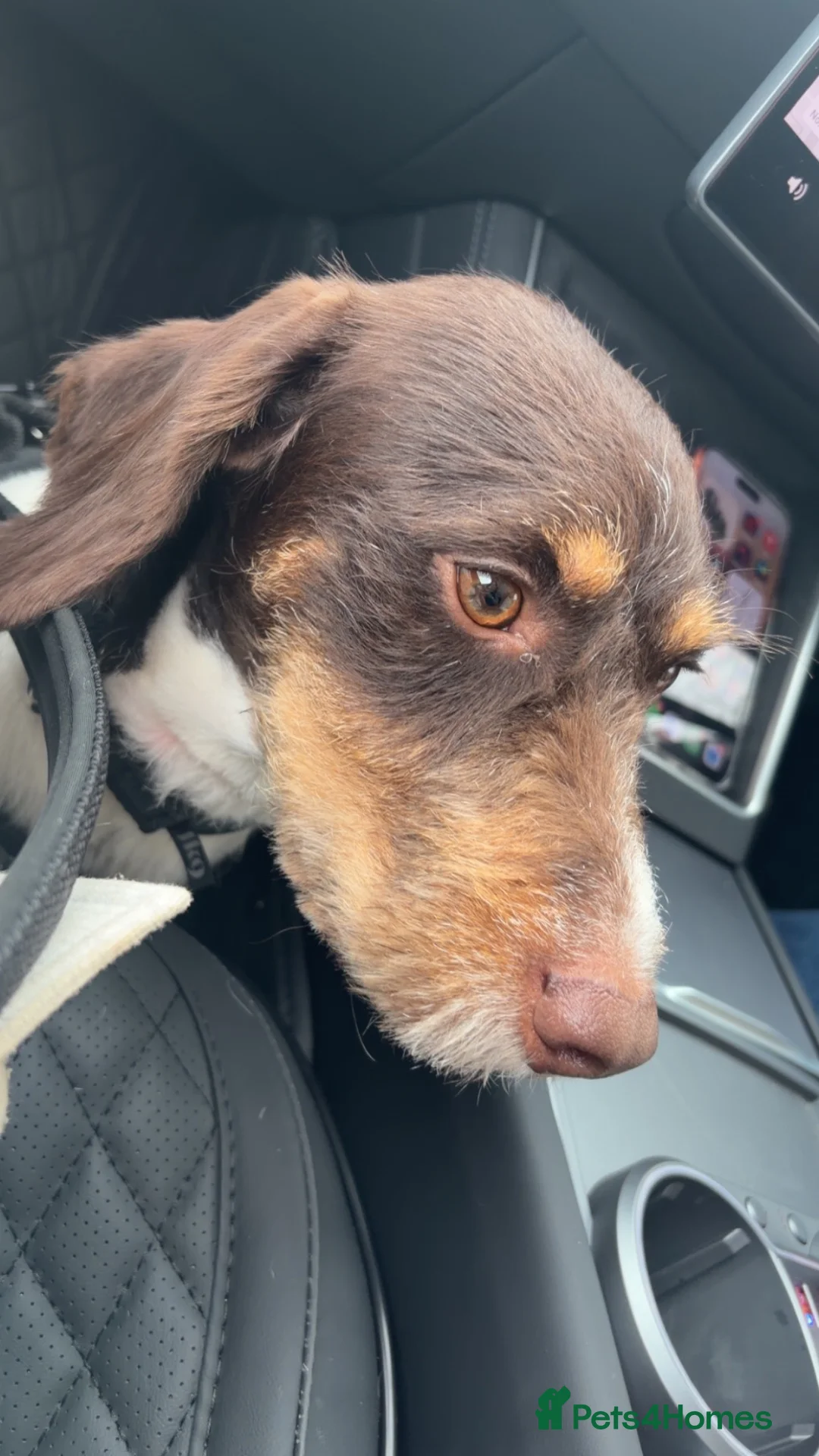 Mixed Breed dogs for sale: Jaques  - Advert 1