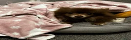 Pomeranian dogs for sale: Beautiful chocolate Pomeranian Girl  - Advert 3