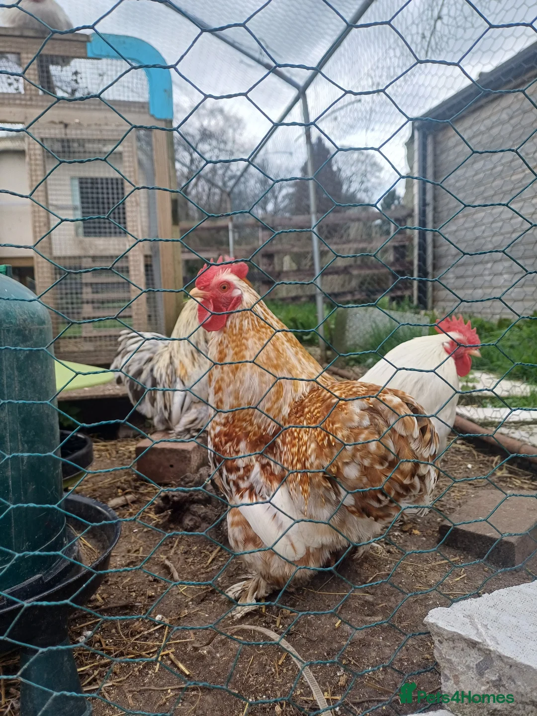 Chickens poultry for sale: Pure Bantom Cockerell  - Advert 1