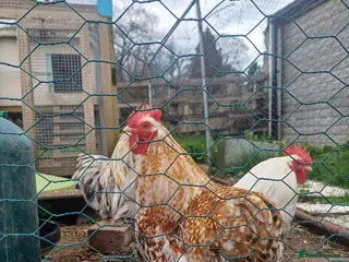 Chickens poultry Pure Bantom Cockerell - Advert 2