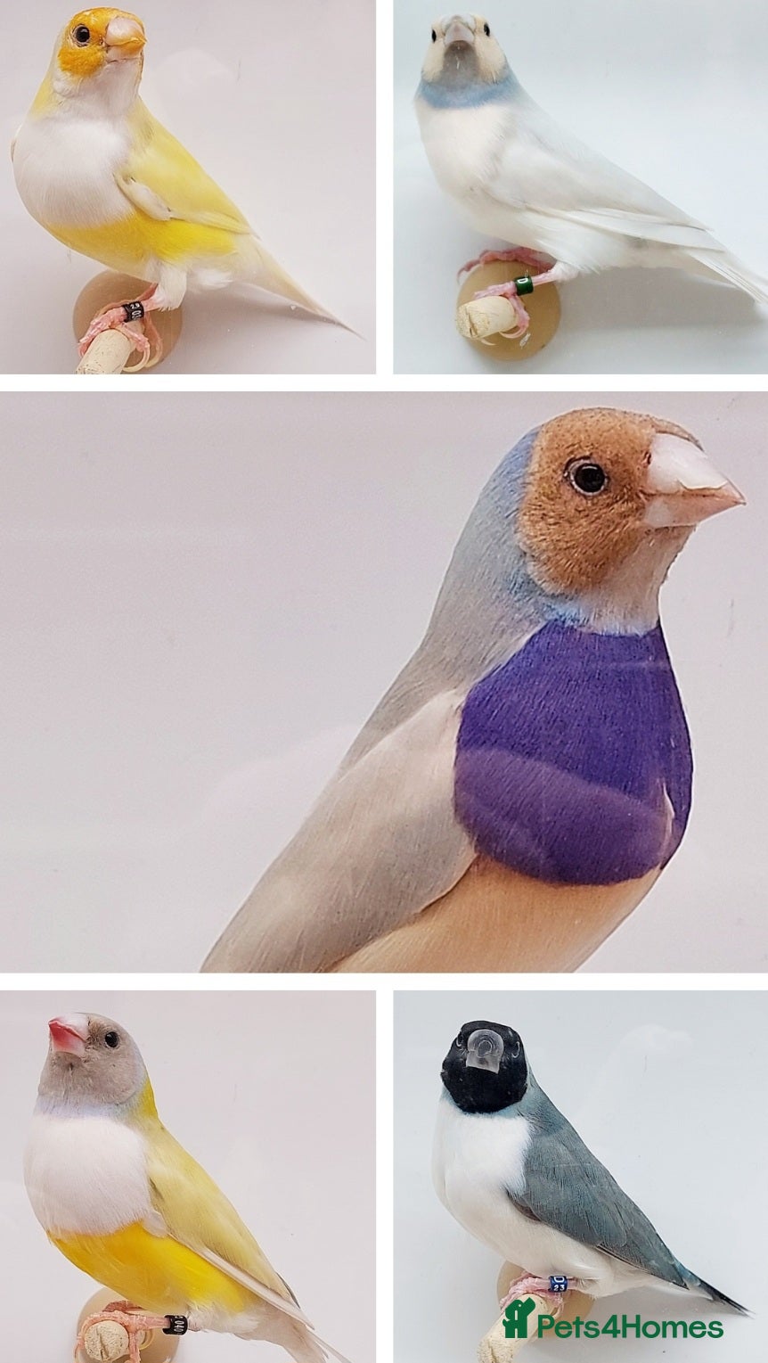 Finches birds GOULDIAN FINCHES,BREEDING & 2026 CLOSED-RUNG YOUNG - Advert 7