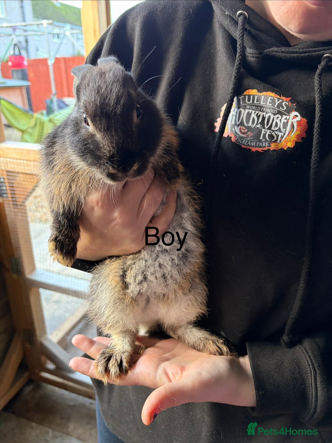 Mixed Breed rabbits for sale: One boy one girl  - Advert 7