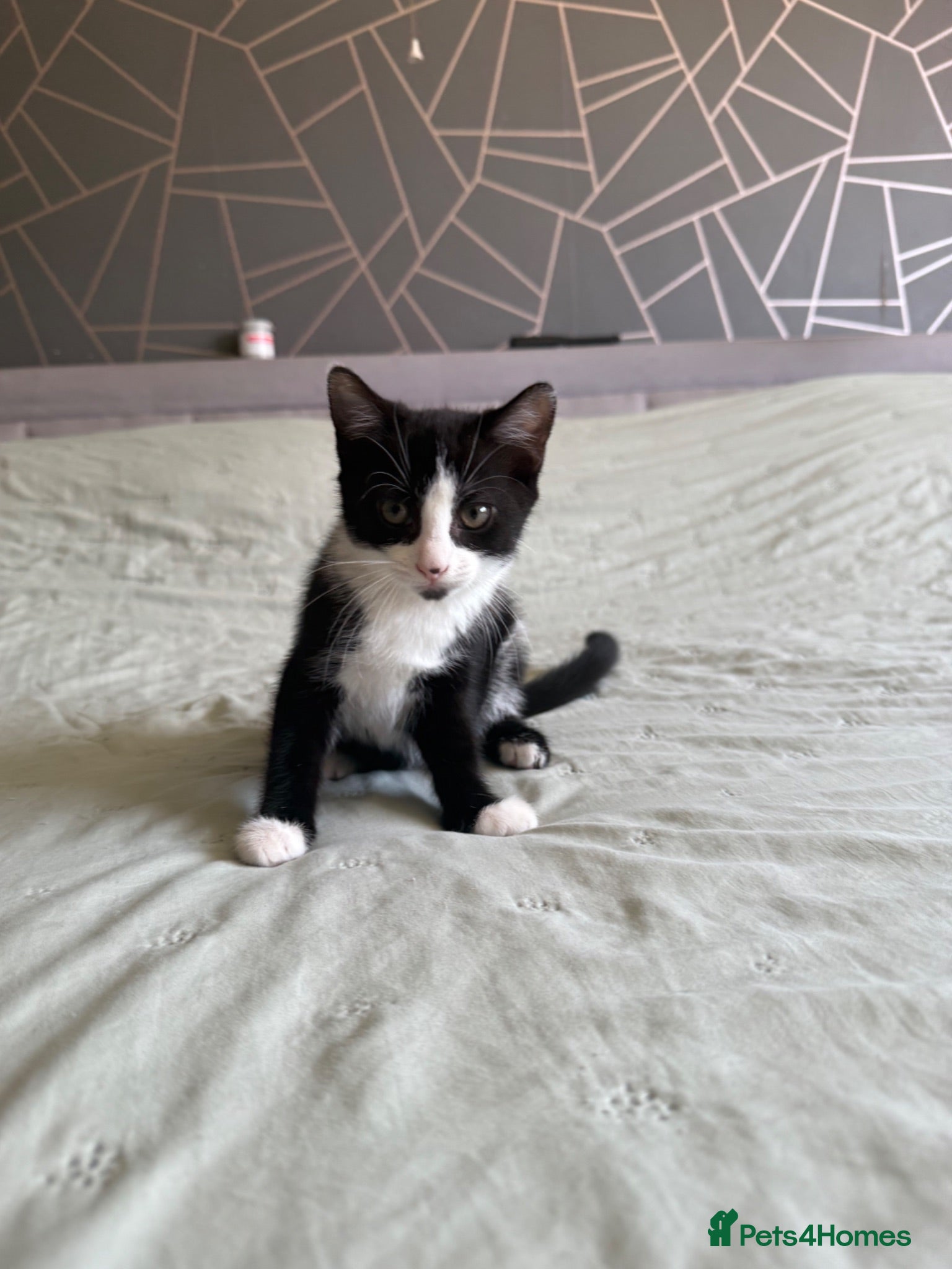 Mixed Breed cats Little kitty  - Advert 6