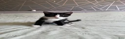 Mixed Breed cats for sale: Little kitty  - Advert 1