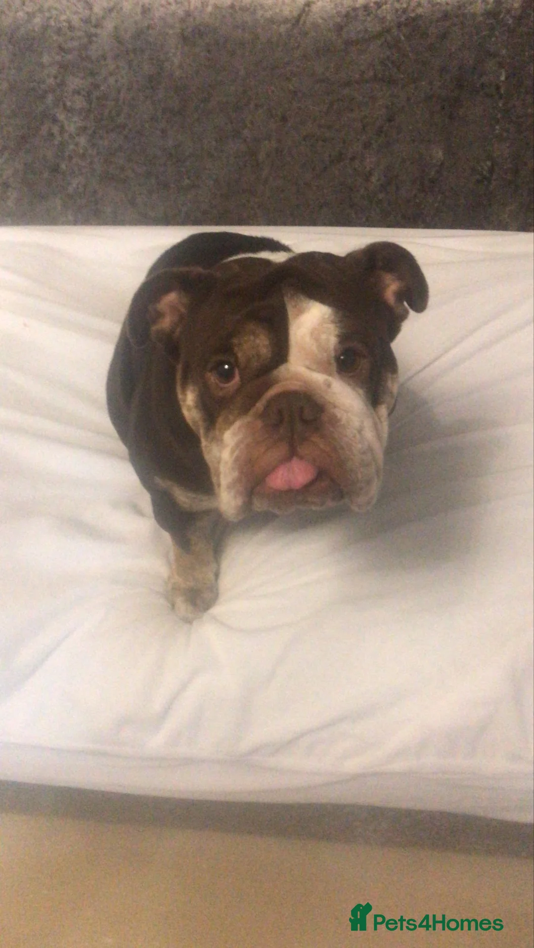 Mixed Breed dogs for sale: Bonded pair frenchie and English bulldog adorable - Advert 8