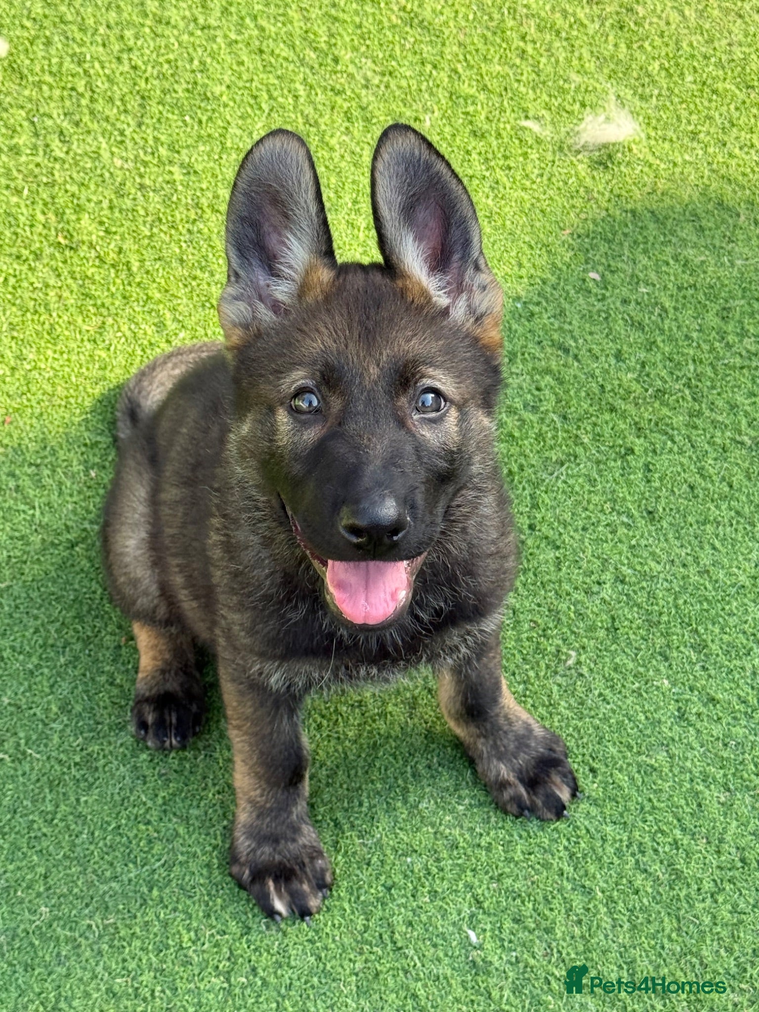 German Shepherd dogs Exceptional KC Reg Czech Working Line GSD Puppies - Advert 1