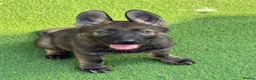 German Shepherd dogs for sale: Exceptional KC Reg Czech Working Line GSD Puppies - Advert 1