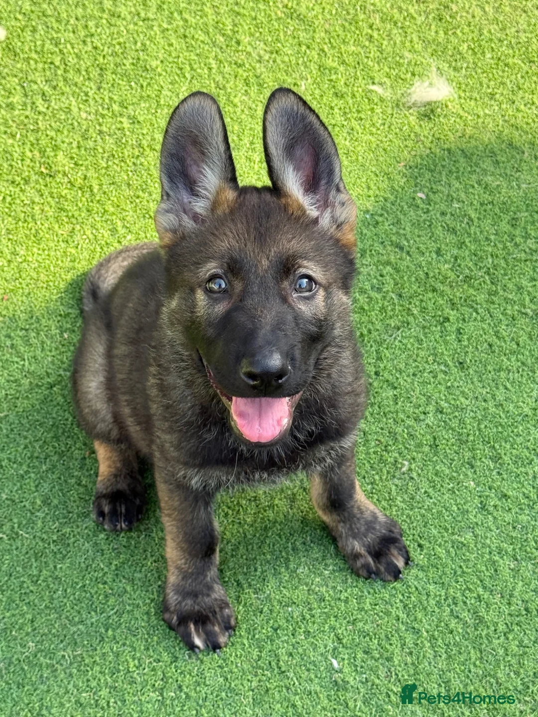 German Shepherd dogs for sale: Exceptional KC Reg Czech Working Line GSD Puppies - Advert 1