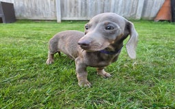 Dachshund dogs for sale: Last red girl fully vaccinated ready to leave x - Image 20