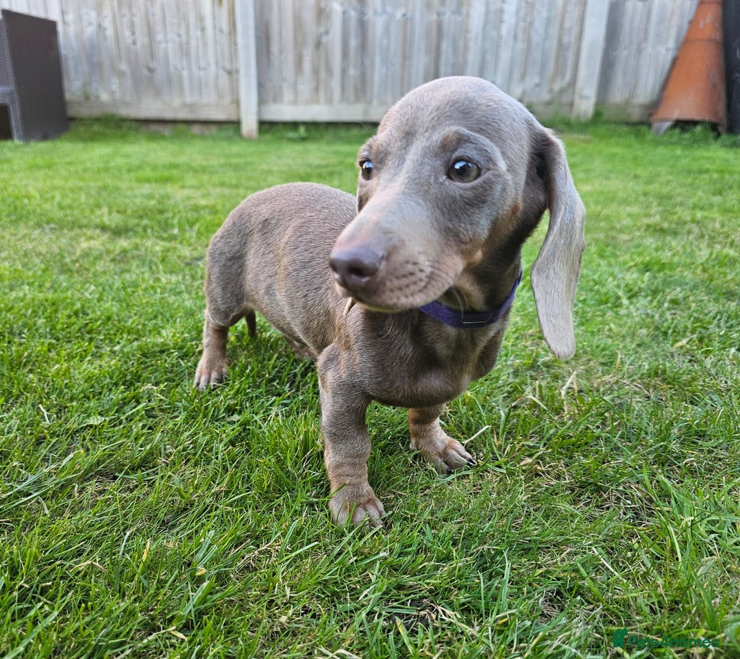 Dachshund dogs for sale: Last red girl fully vaccinated ready to leave x - Image 20
