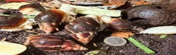 Snails invertebrates for sale: Achatina Fulica Giant African land snails  - Advert 5