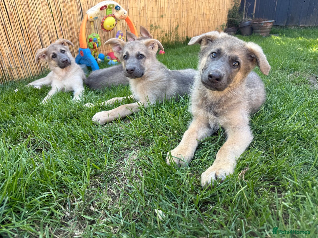 German Shepherd dogs for sale: Outstanding mixed litter of confident GSD pups  - Image 1