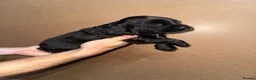 Sprocker dogs for sale: Sprockers puppies for sale  in Penrith - Advert 6
