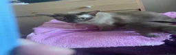 Burmese cats for sale: Beautiful brown babies GCCF - Advert 1