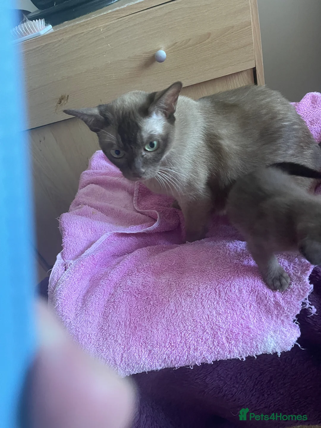 Burmese cats for sale: Beautiful brown babies GCCF - Advert 1