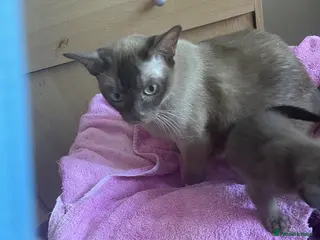 Burmese cats Beautiful brown babies GCCF - Advert 10