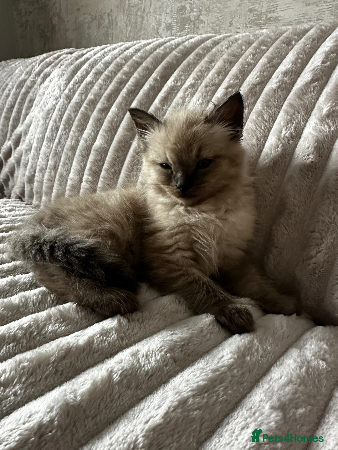 Ragdoll cats for sale: Boy Ragdoll kitten  - Advert 1