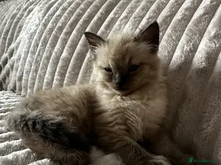 Ragdoll cats Boy Ragdoll kitten - Advert 1